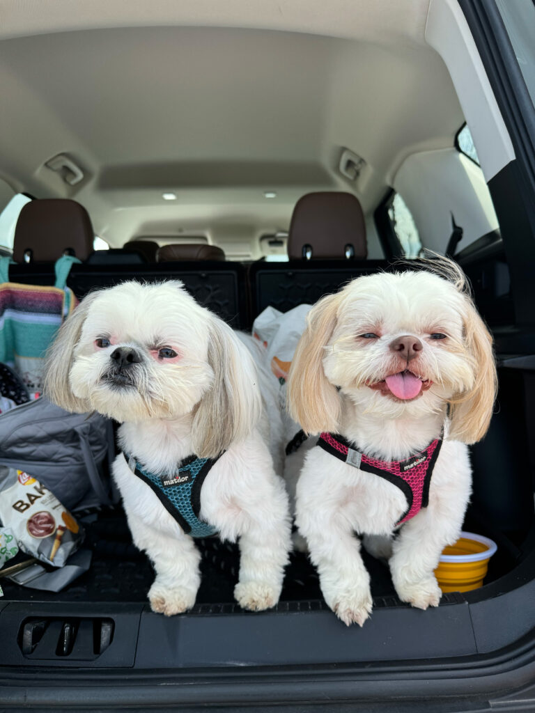 carly pearce's dogs johnny and june