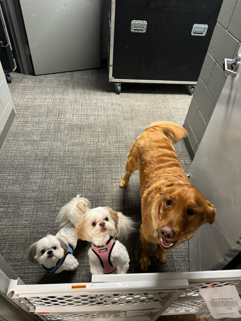 Carly Pearce's dogs Johnny and June with their dog friend Cooper